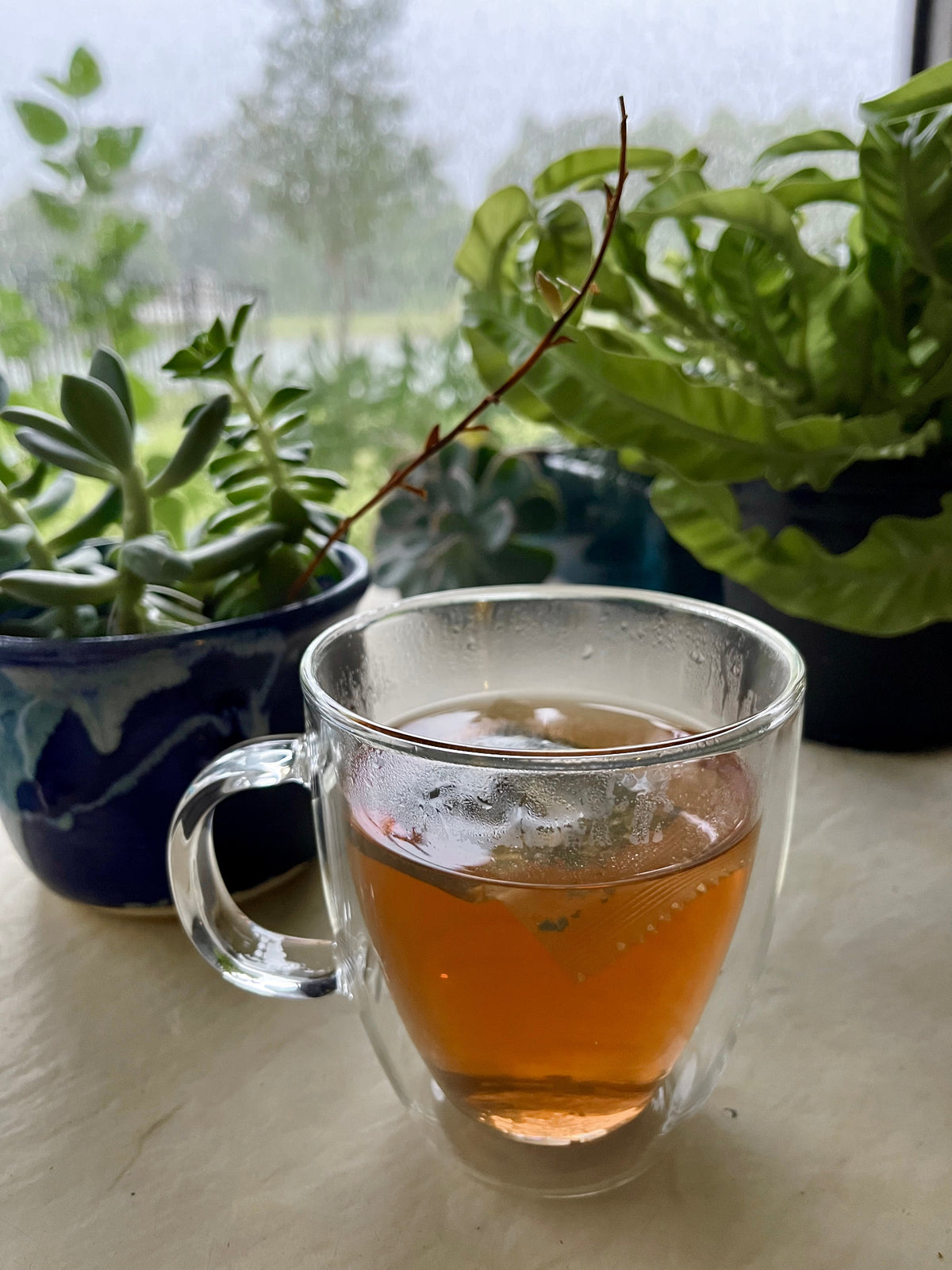 What's the Best Tea for Beginners?