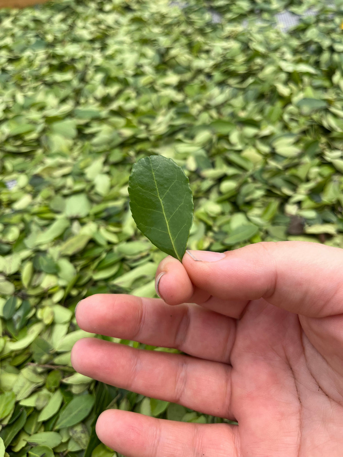 Why Should I Try Yaupon Tea?