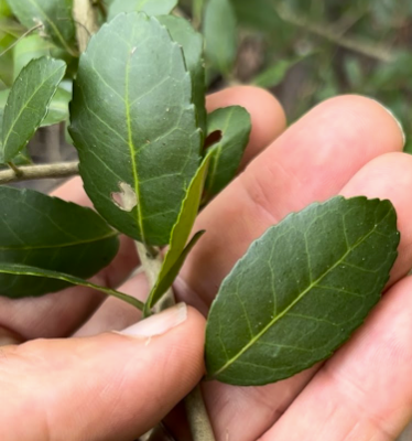 Is Yaupon Tea Native to America?