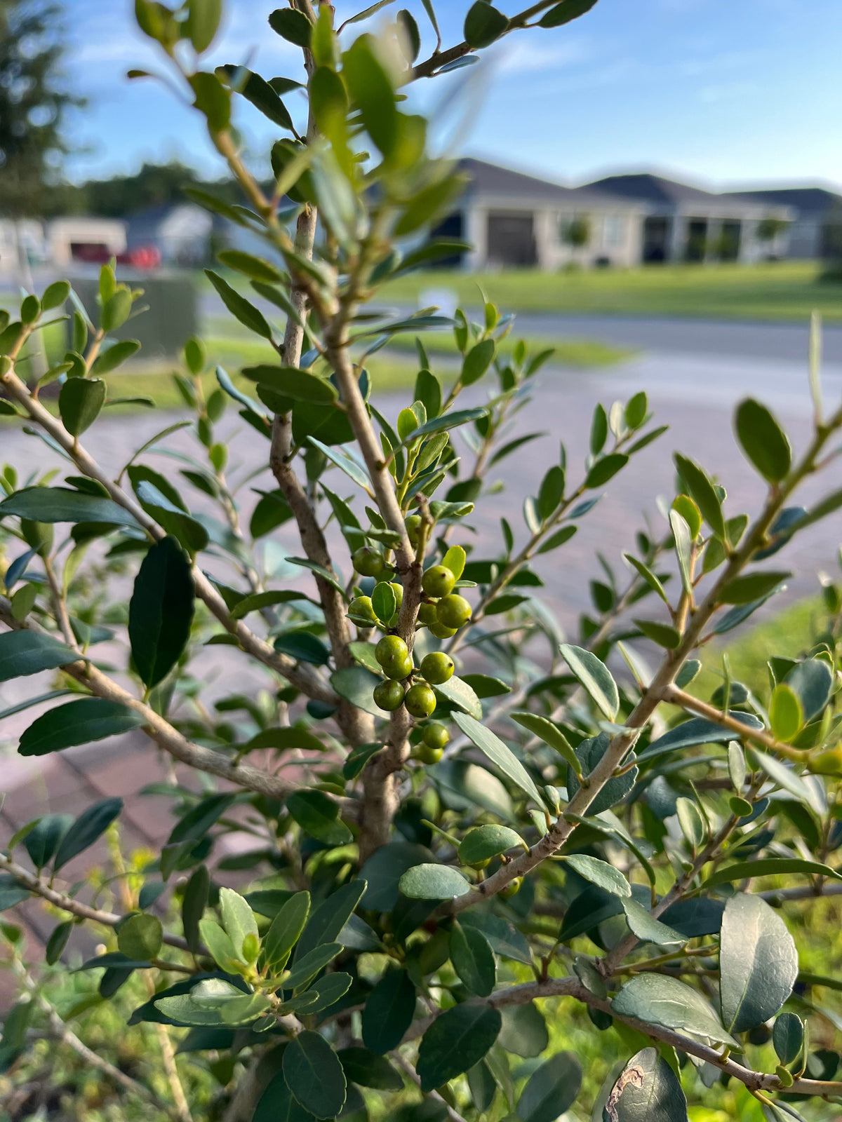 What Are Yaupon Cultivars and Can I Make Tea From Them?