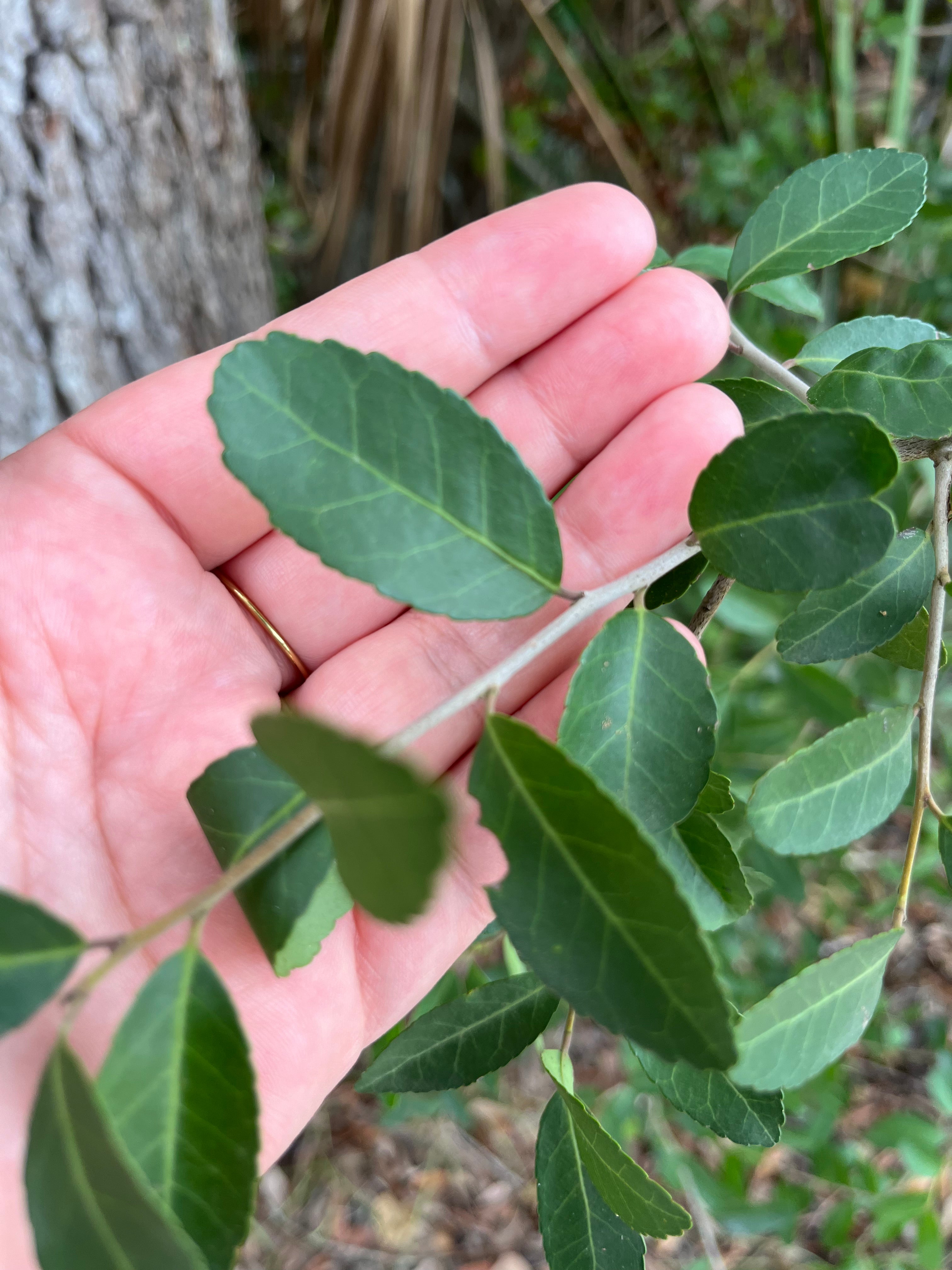 Is Yaupon Tea Sustainable?