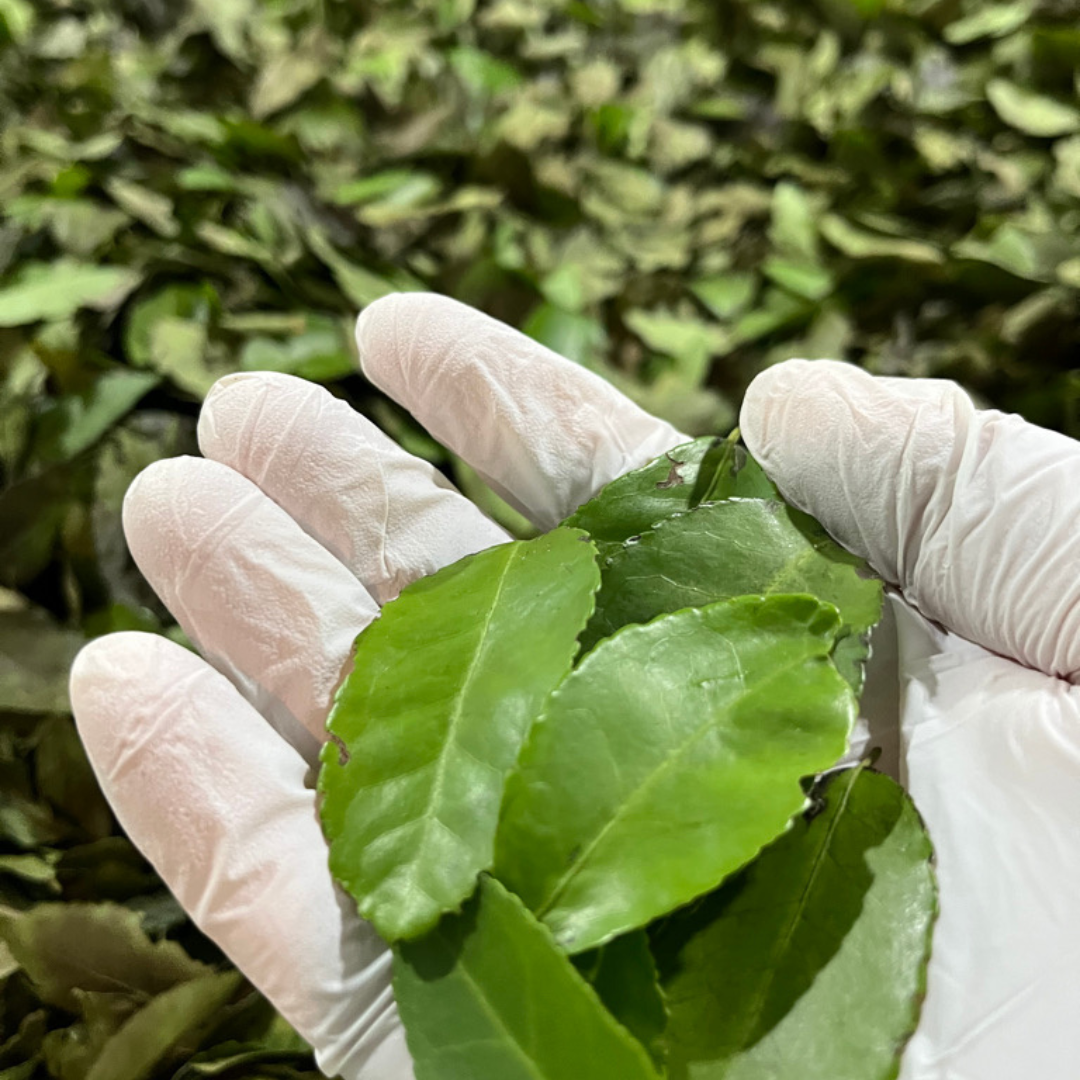 New Smyrna Beach Unique Things To Do - Tea Factory Tour!